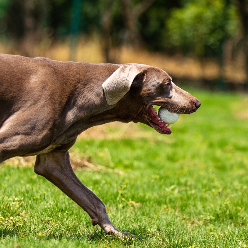 GiGwi Large Chew Ball, Durable Dog Toy, High Bounce Pet Ball, Large Dog Toy Ball...